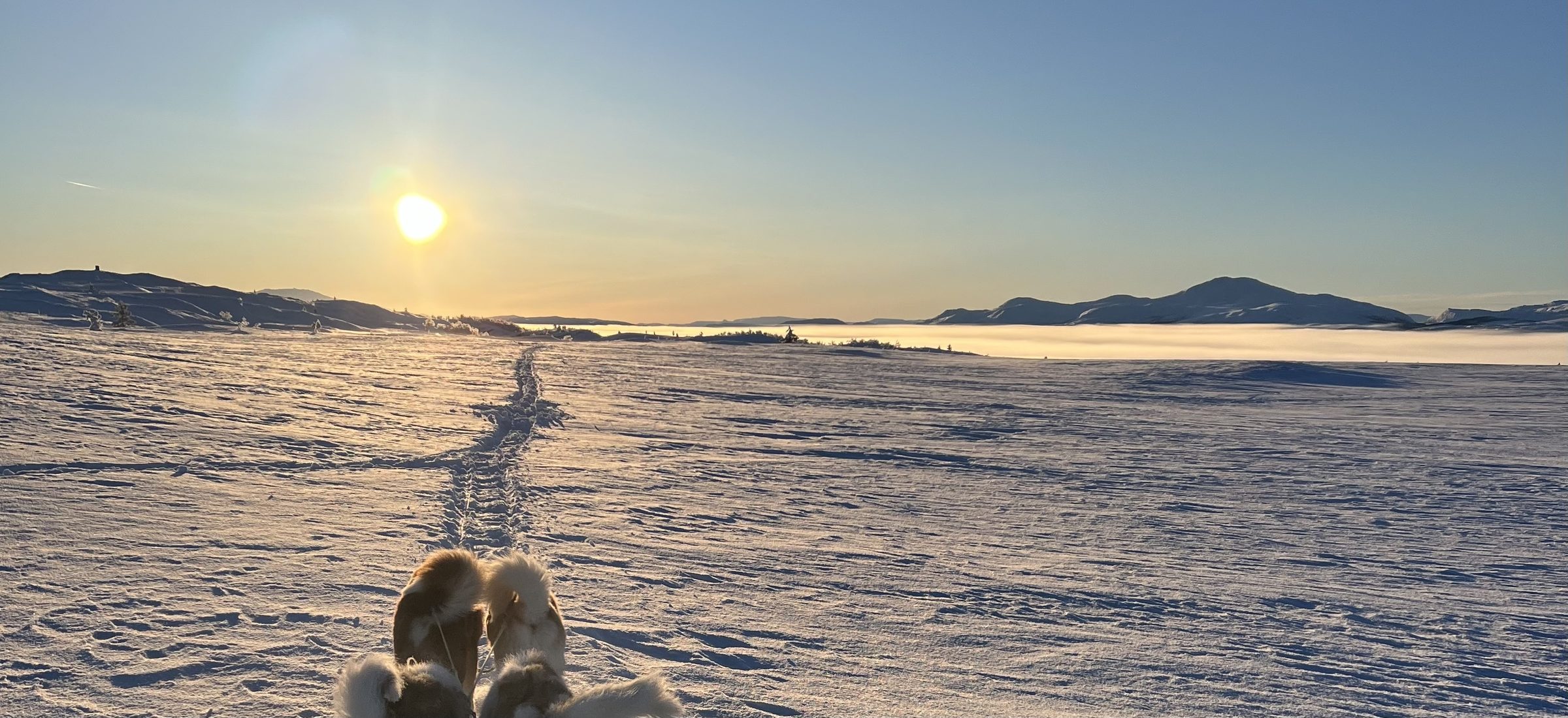 Sledespor mot solen over vidda